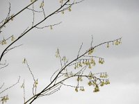 Furcraea selloana 5, Saxifraga-Ed Stikvoort