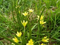 Gagea fistulosa 2, Saxifraga-Rutger Barendse