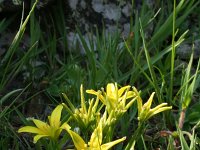 Gagea foliosa 2, Saxifraga-Jeroen Willemsen