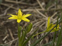 Gagea foliosa ssp elliptica 8, Saxifraga-Jan van der Straaten