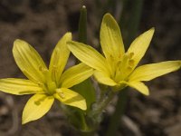 Gagea fragifera 5, Saxifraga-Marijke Verhagen