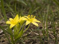 Gagea fragifera 6, Saxifraga-Jan van der Straaten