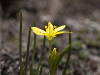 Gagea fragifera 8, Saxifraga-Luuk Vermeer