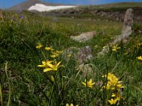 Gagea glacialis 3, Saxifraga-Ed Stikvoort