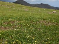 Gagea glacialis 6, Saxifraga-Ed Stikvoort