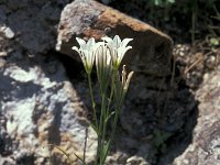 Gagea graeca 15, Saxifraga-Jan van der Straaten