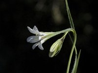 Gagea graeca 2, Saxifraga-Willem van Kruijsbergen