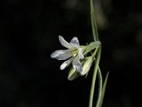 Gagea graeca 3, Saxifraga-Willem van Kruijsbergen