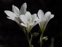 Gagea graeca 5, Saxifraga-Willem van Kruijsbergen