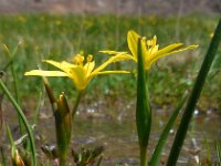 Gagea joannis 4, Saxifraga-Ed Stikvoort