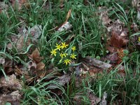 Gagea lutea 14, Bosgeelster, Saxifraga-Peter Meininger