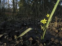 Gagea lutea 16, Bosgeelster, Saxifraga-Rob Felix : Plantae, Plants, planten