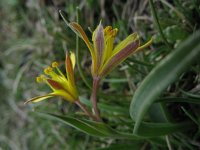 Gagea lutea 19, Bosgeelster, Saxifraga-Rutger Barendse