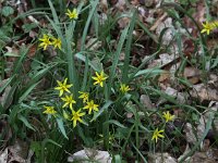 Gagea lutea 22, Bosgeelster, Saxifraga-Peter Meininger