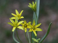 Gagea lutea 23, Bosgeelster, Saxifraga-Peter Meininger