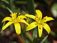 Gagea lutea 24, Bosgeelster, Saxifraga-Hans Dekker