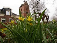 Gagea lutea 26, Bosgeelster, Saxifraga-Hans Dekker