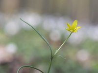 Gagea lutea 28, Bosgeelster, Saxifraga-Mark Zekhuis