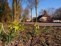 Gagea lutea 34, Bosgeelster, Saxifraga-Hans Dekker