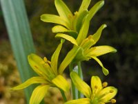 Gagea lutea 37, Bosgeelster, Saxifraga-Ed Stikvoort