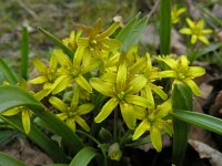 Gagea lutea 39, Bosgeelster, Saxifraga-Ed Stikvoort