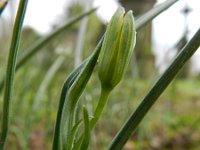 Gagea lutea 56, Bosgeelster, Saxifraga-Rutger Barendse