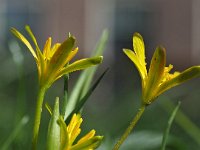 Gagea lutea 62, Bosgeelster, Saxifraga-Hans Dekker