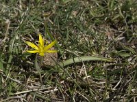 Gagea lutea ssp burnatii 9, Saxifraga-Willem van Kruijsbergen