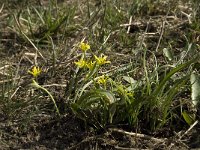 Gagea lutea ssp lutea 13, Bosgeelster, Saxifraga-Jan van der Straaten