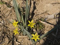 Gagea lutea ssp lutea 5, Bosgeelster, Saxifraga-Jan van der Straaten