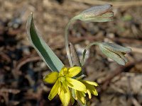 Gagea lutea ssp lutea 8, Bosgeelster, Saxifraga-Jan van der Straaten