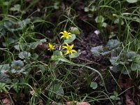 Gagea minima 4, Spitse geelster, Saxifraga-Peter Meininger