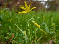 Gagea minima 6, Spitse geelster, Saxifraga-Ed Stikvoort