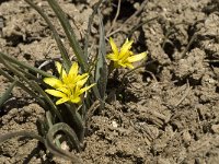 Gagea nevadensis 10, Saxifraga-Jan van der Straaten