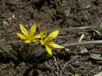 Gagea nevadensis 11, Saxifraga-Willem van Kruijsbergen