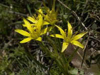 Gagea nevadensis 2, Saxifraga-Jan van der Straaten