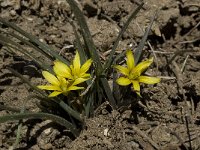 Gagea nevadensis 6, Saxifraga-Willem van Kruijsbergen