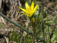 Gagea nevadensis 7, Saxifraga-Jan van der Straaten