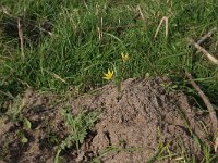 Gagea pratensis 13, Weidegeelster, Saxifraga-Hans Boll