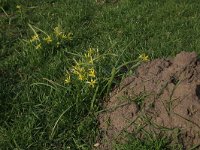 Gagea pratensis 20, Weidegeelster, Saxifraga-Hans Boll