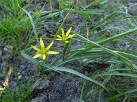 Gagea pratensis 23, Weidegeelster, Saxifraga-Jelle van Dijk