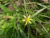 Gagea pratensis 24, Weidegeelster, Saxifraga-Rutger Barendse