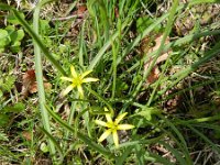 Gagea pratensis 25, Weidegeelster, Saxifraga-Rutger Barendse