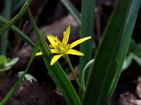 Gagea pratensis 30, Weidegeelster, Saxifraga-Bart Vastenhouw