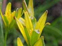 Gagea pratensis 33, Weidegeelster, Saxifraga-Hans Dekker