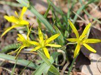 Gagea pratensis 6, Weidegeelster, Saxifraga-Bart Vastenhouw