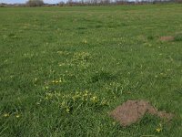 Gagea pratensis 9, Weidegeelster, Saxifraga-Hans Boll