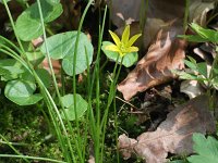 Gagea spathacea 13, Schedegeelster, Saxifraga-Rutger Barendse