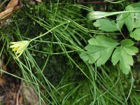 Gagea spathacea 14, Schedegeelster, Saxifraga-Rutger Barendse