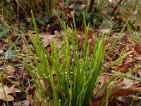 Gagea spathacea 16, Schedegeelster, Saxifraga-Ed Stikvoort